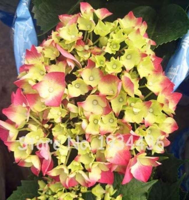 JMS 100 Pcs Bonsai Garden Hydrangea Flowers Perennial Little Tree Flower Seedling Plantas Ukraine Ai
