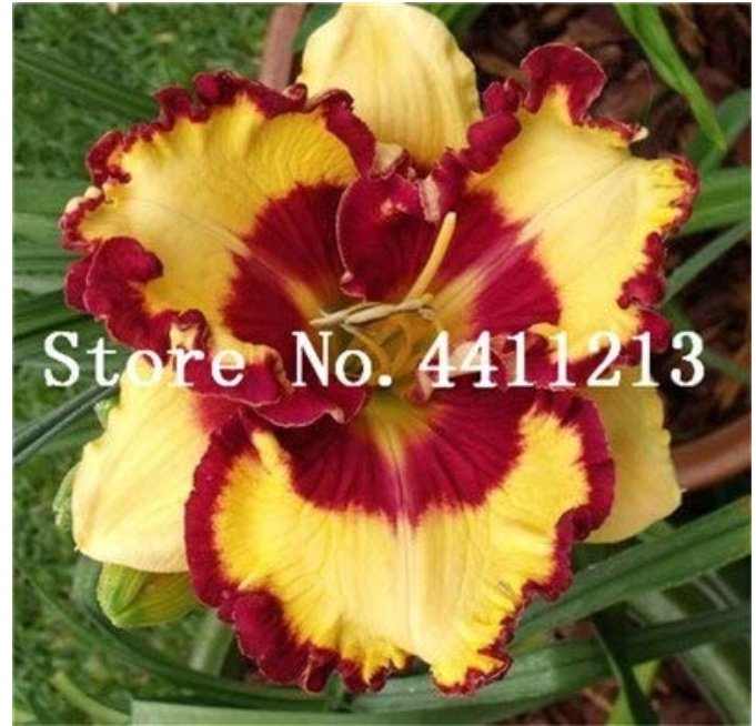 JMS 50 Pcs Hybrid Mix Yellow Daylily Flowers Plants Rare Colour Hybrid Hemerocallis Plants New Day L