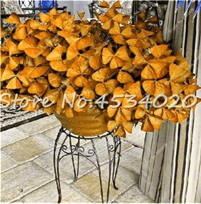 JMS 100Pcs Rare Oxalis Versicolor Plant Seeds