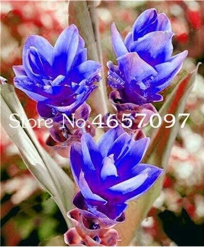 JMS 200Pcs Blue Curcuma Bonsai Flower Seeds
