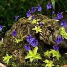 JMS Pinguicula Vulgaris ~ Butterwort Carnivorous ~ Valentine'S Flower ~ Rare Seeds