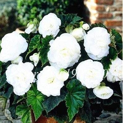 JMS New 50Pcs Bonsai Mixed Rieger Begonias Beautiful Bonsai Multi-Flap Flowers