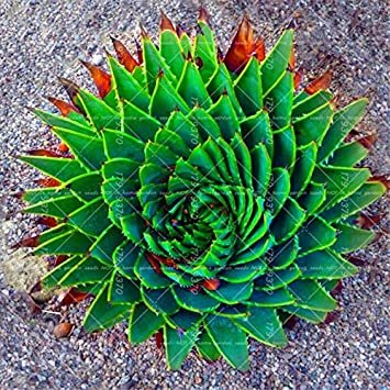 JMS 200Pcs/Bag Aloe Polyphylla Pillans Bonsai Rare Spiral Aloe Flower Succulent Plants For Home Gard