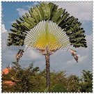 JMS 100 Pcs/Bag Green Travelers Palm Flores Bonsai, Ravenala Madagascariensis Chinese Fan Palm Plant