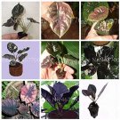 JMS 20Pcs Alocasia Jewel Of Borneo Kapit Alocasia Infernalis Purple Elephant Ear Sml Potted Plant Fo