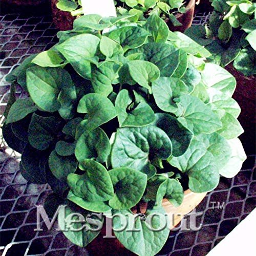 JMS 100Pcs Hot Pure Natural Herba Houttuyniae Chinese Herbal Bonsai 100% Organic Pure Natural Herba