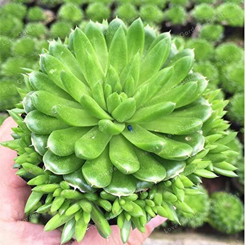 JMS About 100 Pcs Rare Succulents Bonsai Orostachys.Iwarenge Cactus Bonsai Rare Flower Cactus Bonsai
