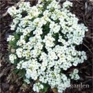 JMS 500 Pcs Creeping Thyme Bonsai Or Blue Rock Cress Plant - Perennial Ground Cover Flower Flores,Na