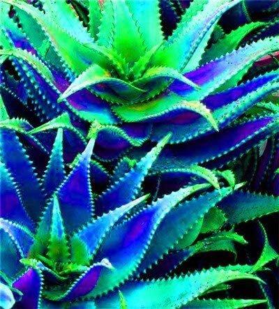 JMS 500 Pcs Charming Aloe Mix Excellent Houseplants Succulent Aloe Vera Bonsai Beauty Edible Cosmeti
