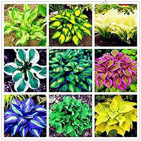 JMS 200Pcs/Pack Hosta Bonsai Perennials Plantain Beautiful Lily Flower White Lace Home Garden Ground