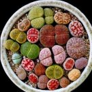 JMS 100 Pcs Beauty Mixed Mini Lithops Bonsai Plants Cactus Bonsai Plants Organic Garden Succulent Bo