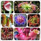 JMS Hot Sale Insect-Catching Plant Enchantress Carnivorous Bonsai Seeds, Professional Pack, 100 Seed