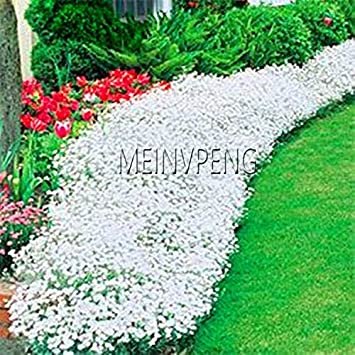 JMS Big Promotion!100 Pcs/Bag Creeping Thyme Bonsai Or Multi-Color Rock Cress Plant - Perennial Flow