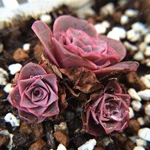 JMS The Mountain Rose100 Pcs Green Rose Garden Greenovia Flower Seed Seeds Bonsai Succulent Plant Me