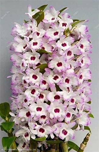JMS 100 Pcs/Bag Multi Color Dendrobium Orchids Bonsai Tree Very Easy Grow Home & Garden Building Flo