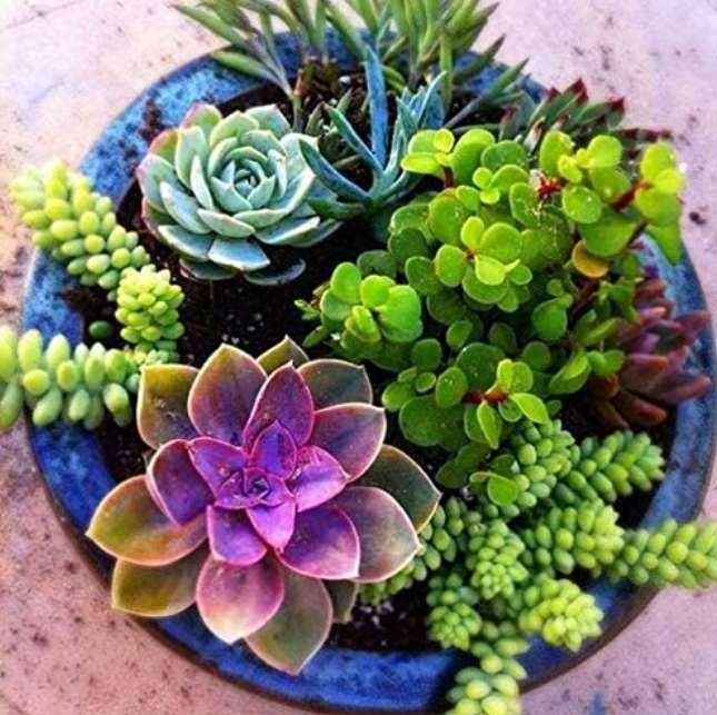 JMS 100Pcs Mixed Cactus, Succulent Cactus Bonsai For Home & Garden Pot Plant Home Garden