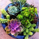 JMS 100Pcs Mixed Cactus, Succulent Cactus Bonsai For Home & Garden Pot Plant Home Garden