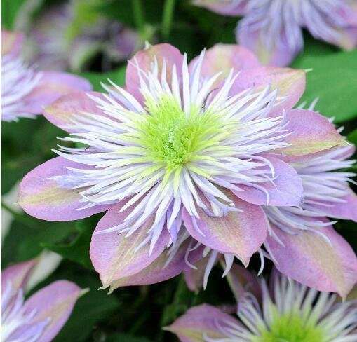 JMS 10Pcs Vine Clematis Potted Clematis Garden Flower Seeds Courtyard Balcony Potted Climbing Plants