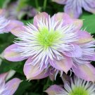 JMS 10Pcs Vine Clematis Potted Clematis Garden Flower Seeds Courtyard Balcony Potted Climbing Plants