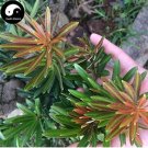 JMS 60Pcs Podocarpus Macrophyllus Tree Seeds Bonsai Luo Han Song Evergreen