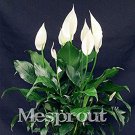 JMS 100 Pcs/Bag,Spathiphyllum Bonsai, Potted Balcony, Planting Is Simple, Budding Rate Of 95%, Radia