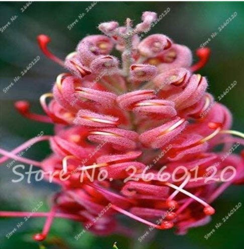 JMS 100 Pcs/Bag Rare Grevillea Flowers Beautiful Flower Australian Grevillea For Garden & Home Plant