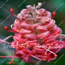 JMS 100 Pcs/Bag Rare Grevillea Flowers Beautiful Flower Australian Grevillea For Garden & Home Plant