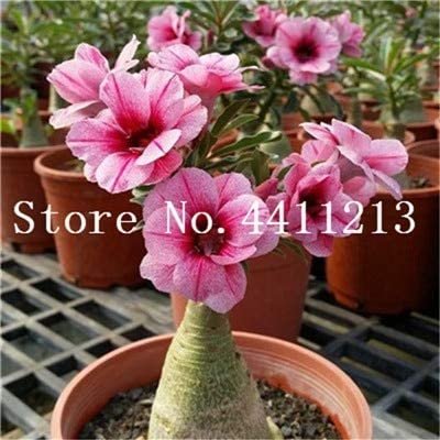 JMS Genuine Desert Rose Bonsai 1 Pcs Adenium Obesum Flower Bonsai Plant Air Purification Home Garden