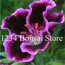 JMS 100 Pcs Rare Real Gloxinia Plant,Bonsai Sinningia Gloxinia Flower Plant Potted Gloxinia Plant Fo