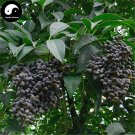 JMS Ligustrum Lucidum Semente 100Pcs Plant Glossy Privet Tree For Nv Zhen