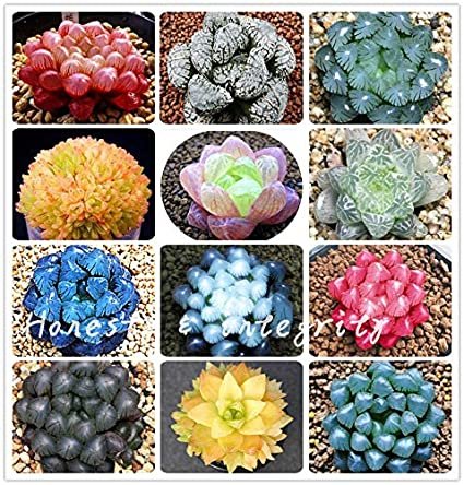 JMS 100 Pcs Rainbow Yulu Bonsai, Potted Succulents Fleshy Shining Green Plants Haworthia Cooperi Yul