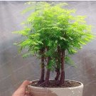 JMS 50 Pcs/Pack Dawn Redwood Bonsai Tree Grove Metasequoia Glyptostroboides Bonsai Plant Diy Home Ga