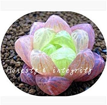 JMS 100 Pcs Rainbow Yulu Bonsai, Potted Succulents Fleshy Shining Green Plants Haworthia Cooperi Yul