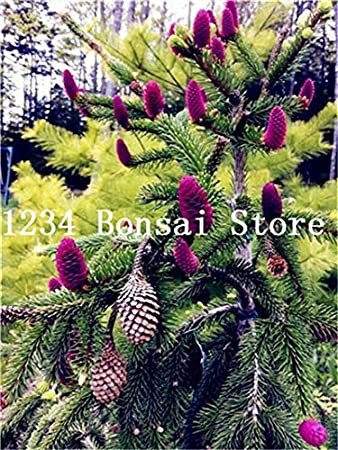 JMS 100Pcs Rare Korean Fir,Abies Koreana Bonsai Tree Ornamental Bonsai Flower Plant Diy Home Garden 