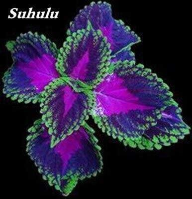 JMS 100Pcs Janpanese Bonsai Coleus Plant Rainbow Dragon Foliage Plant Seeds