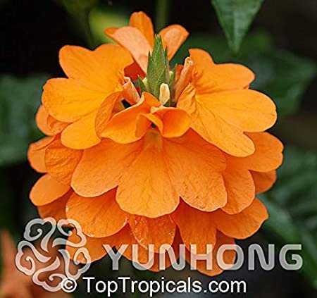 JMS 100 Pcs A Pack Rare Crossandra Infundibuliformis Grow Plant Lings Bonsai Crossandra Infundibulif