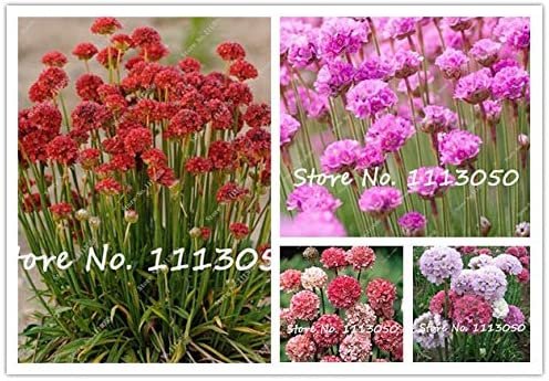 JMS 50 Pcs/Lot Armeria Maritima Bonsai Thrift, Mix Colors Seagrass Easy To Grow For Home Garden Plan