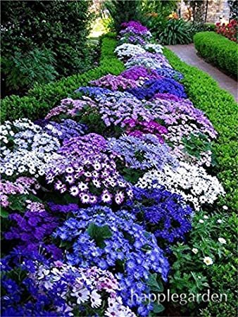 JMS 500 Pcs Creeping Thyme Bonsai Or Blue Rock Cress Plant - Perennial Ground Cover Flower Flores,Na