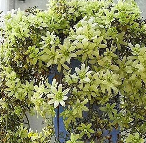 JMS Hot Selling Gimax 100Pcs Clematis Flower Seeds Perennial Plant Garden Decoration Vines Climbings