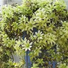 JMS Hot Selling Gimax 100Pcs Clematis Flower Seeds Perennial Plant Garden Decoration Vines Climbings