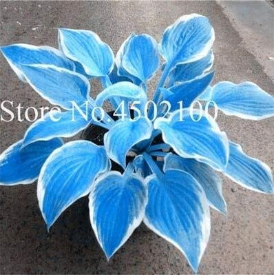 JMS Big 200Pcs Colorful Hosta Flores Bonsai Seeds, Indoor Flower Plantas