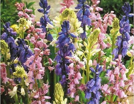 JMS 100 Spanish Bluebells Mixture Wood Hyacinth Mix Hyacinthoides Hispanica Wood Hyacinths Flower Bo