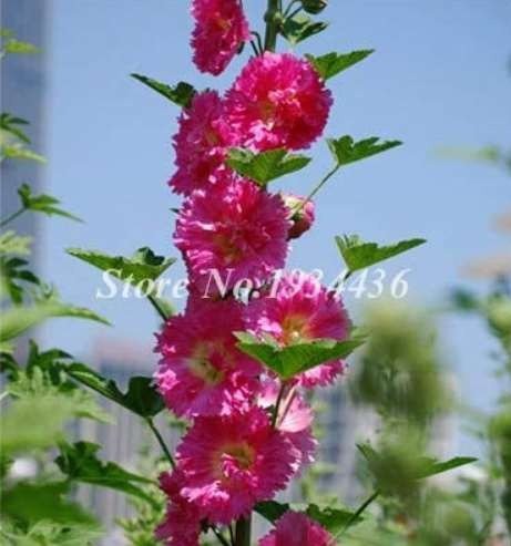 JMS 200 Pcs Miniature Hollyhock Flower Bonsai Plant Diy Home Garden Beautifying Decoration Alcea Ros