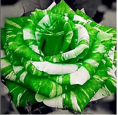 JMS 50Pcs Holland Candy Stripe Rose Seeds Bonsai Lover Gift Green White