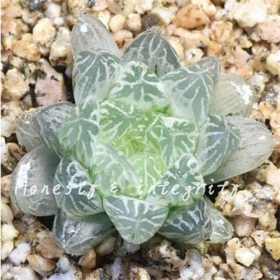 JMS 100 Pcs Rainbow Yulu Bonsai, Potted Succulents Fleshy Shining Green Plants Haworthia Cooperi Yul