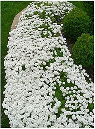 JMS 500 Pcs Creeping Thyme Bonsai Or Blue Rock Cress Plant - Perennial Ground Cover Flower Flores,Na