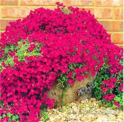 JMS 500 Pcs Creeping Thyme Bonsai Or Blue Rock Cress Plant - Perennial Ground Cover Flower Flores,Na