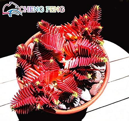 JMS 10Pcs Crassula Capitella Thyrsiflora Red Pagoda Succulent Cactus Bonsai Jatropha Tree Herbs Plan