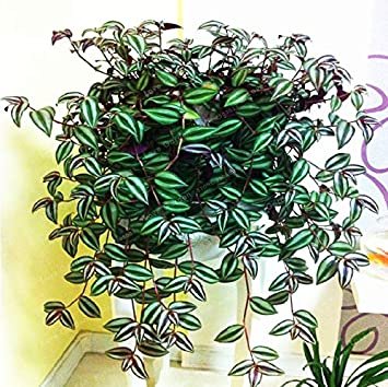JMS 100 Pcs Zebrina Pendula Schnizl Bonsai Garden Perennial Plants Rare Beautiful Grass Bonsai For H