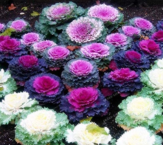 JMS 100 Pcs Brassica Oleracea Heirloom Cabbage Flower Bonsai Kale Ornamental Plant, Red,White, Purpl